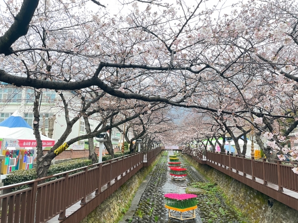 기상청이 3월 24일에 촬영한 진해 '여좌천'의 벚꽃 사진이다(사진: 기상청 제공).